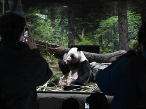 Miles de personas se despiden de los dos únicos pandas de Tokio