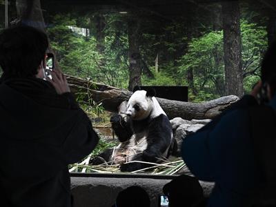 Miles de personas se despiden de los dos únicos pandas de Tokio